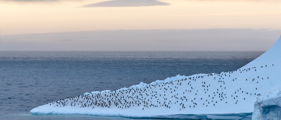 Pinguine