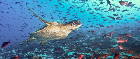 Die Unterwasserwelt der Galapagosinseln mit Metropolitan Touring entdecken