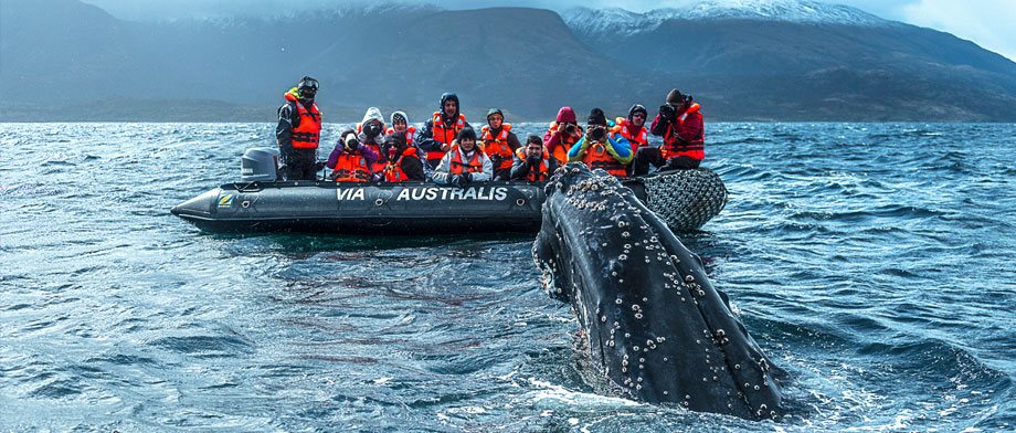 Walwatching auf einem Beiboot der Stella Australis der Reederei Cruceros Australis